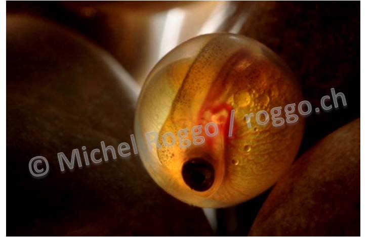 © Michel Roggo / roggo.ch