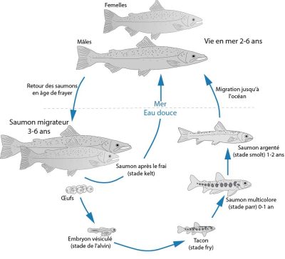cycle_du_saumon_fr